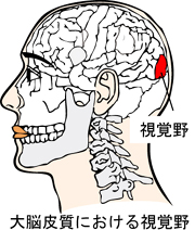 大脳皮質における視覚野